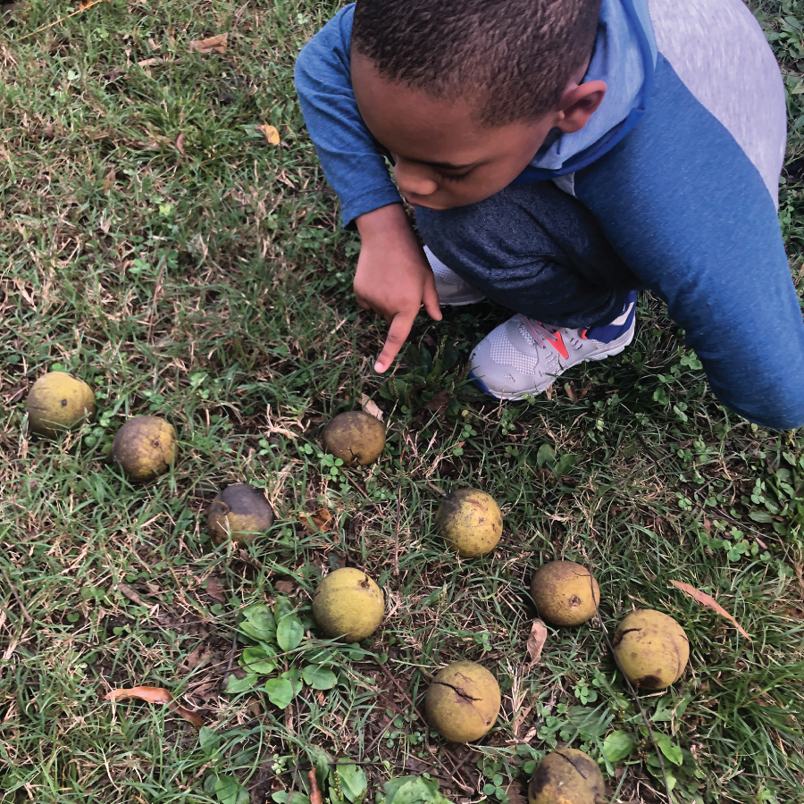 Photo depicts collecting and counting black walnuts for the collect 100 activity.