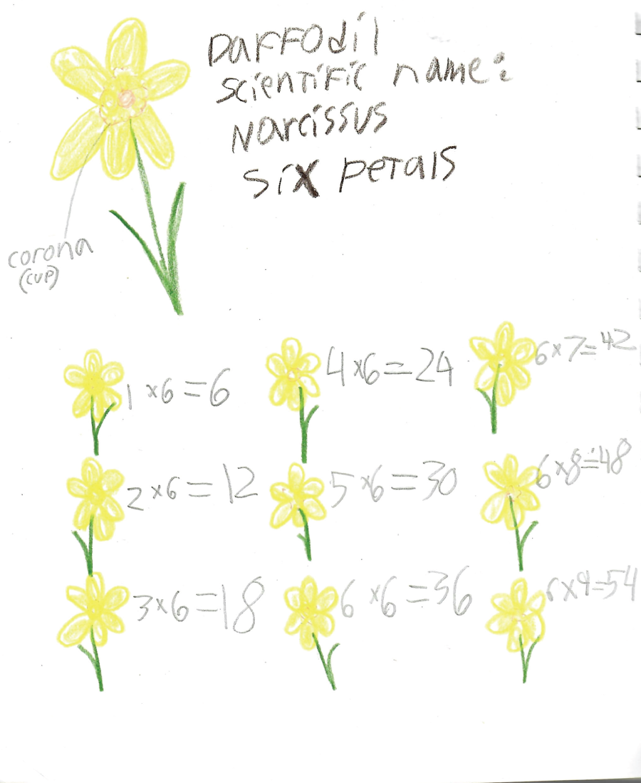 Photo depicts example of writing multiplication fact families using daffodils.