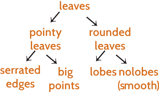 An illustration of example of a simple dichotomous key.