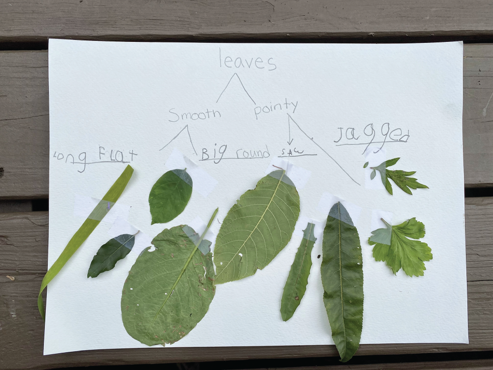 Photo depicts example of a dichotomous key made by a student.