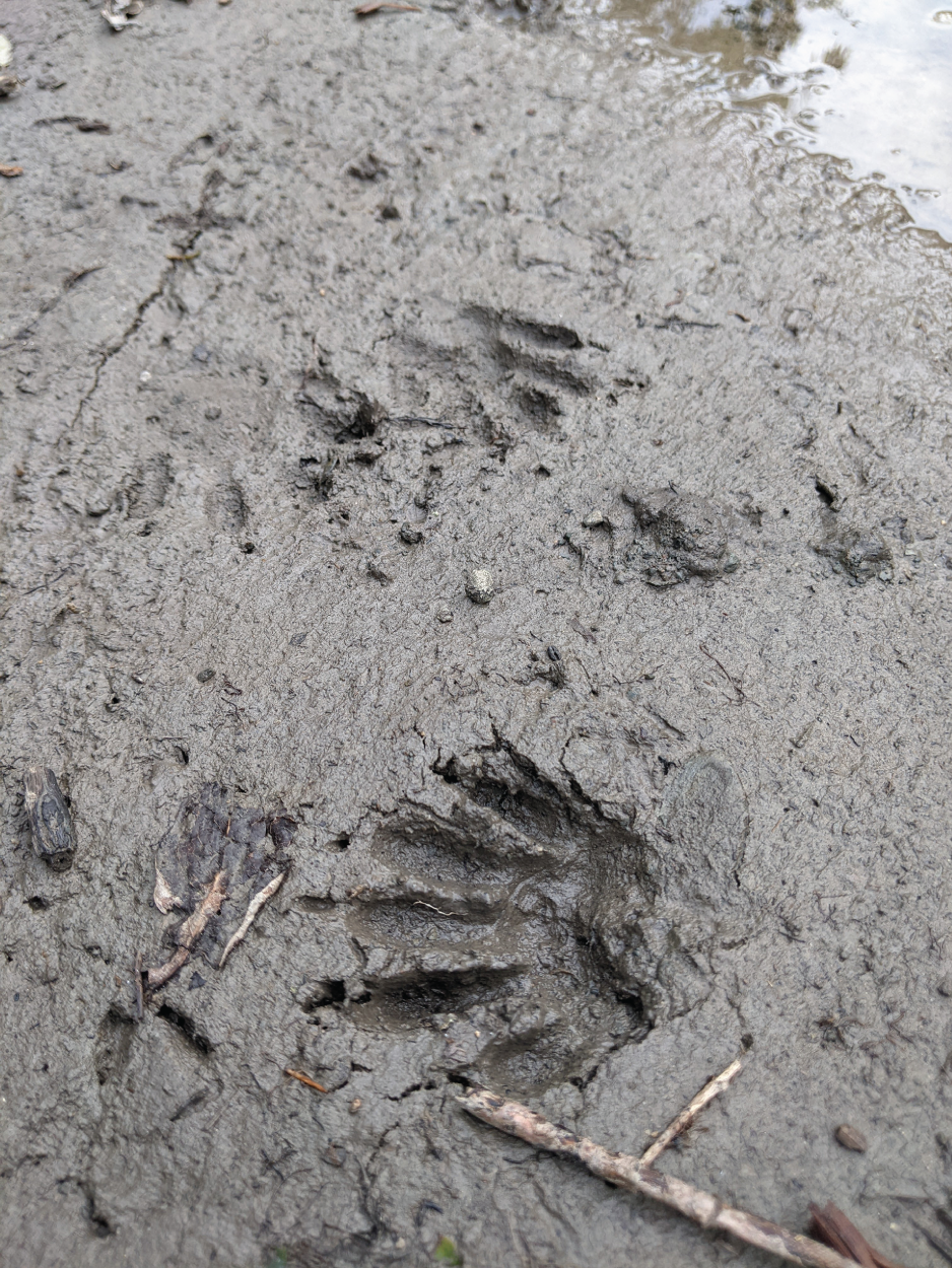 Photo depicts raccoon tracks left in the mud.