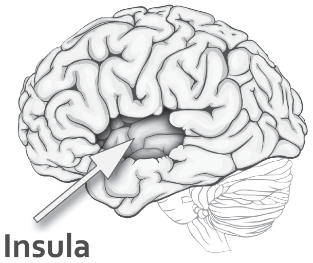 Schematic illustration of the insula.