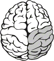 An illustration shows a brain with its bottom-right quadrant shaded.