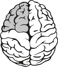 An illustration shows a brain with its top-left quadrant shaded.