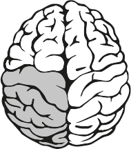 An illustration shows a brain with its bottom-left quadrant shaded.