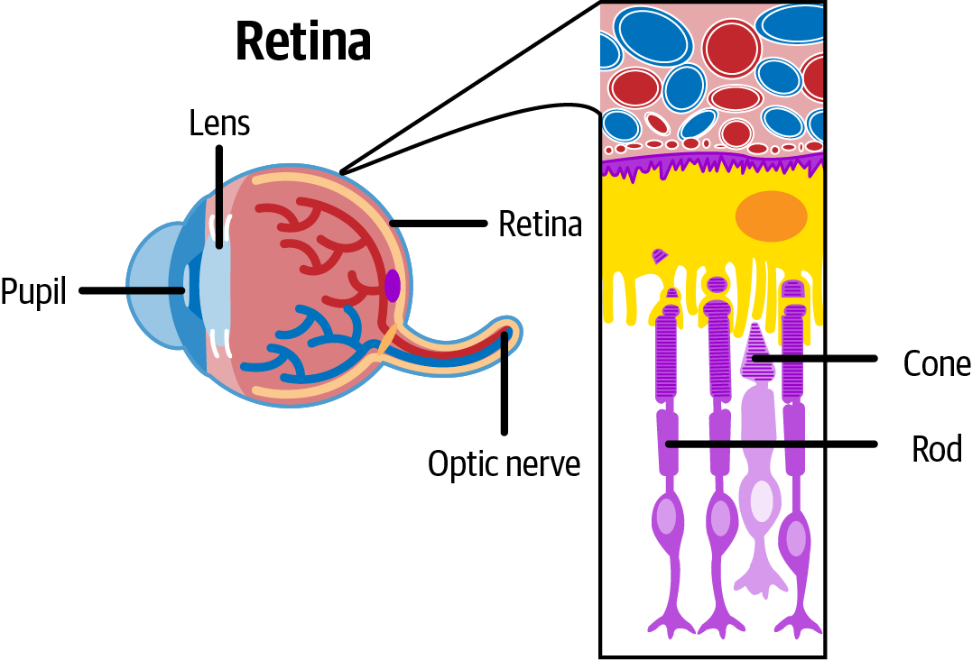 The cellular organization of the retina