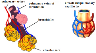 Schematic illustration of the structure of the human bronchus.