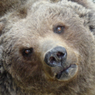 A photograph of a bear.