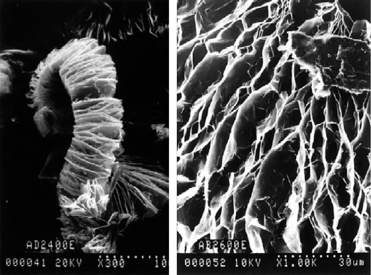 Schematic illustration of SEM micrographs at different magnifications.