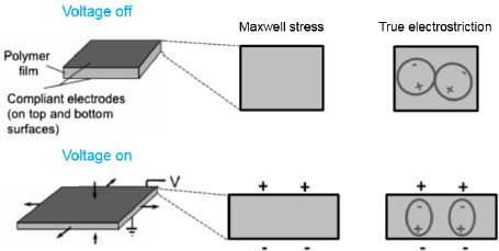 Schematic illustration of demonstrating the different mechanisms for the actuation of the materials.