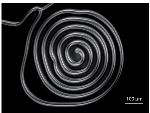 Schematic illustration of spiral of CF1 observed between crossed polarizers close to the smectic phase.