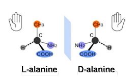 Schematic illustration of the two mirror images of an amino acid, alanine. 