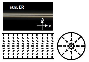 Schematic illustration of POM image of the ER in a cylindrical capillary filled with 5CB, and schematics of the director configuration.