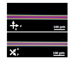 Schematic illustration of the crossed polarized microscopic images of DSCG in a cylindrical capillary. 
