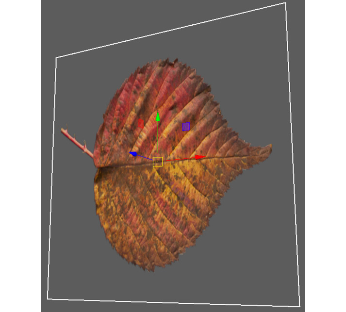 Figure 11.7: A leaf image on a plane
