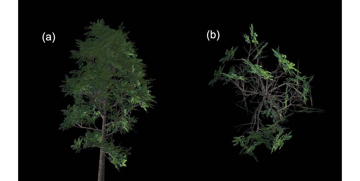 Figure 11.8: Branch billboards from different points of view
