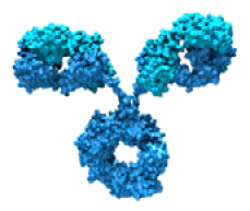 Figure 1.2 – A 3D depiction of a monoclonal antibody
