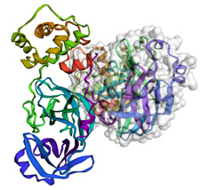 Figure 4.29 – A representation of a large molecule or protein's secondary structure with a Van der Waals surface on one of the chains