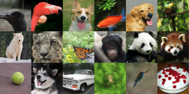 A collage of animals  Description automatically generated with medium confidence