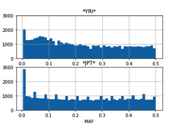 Figure 6.5 - A MAF histogram for the YRI and JPT populations
