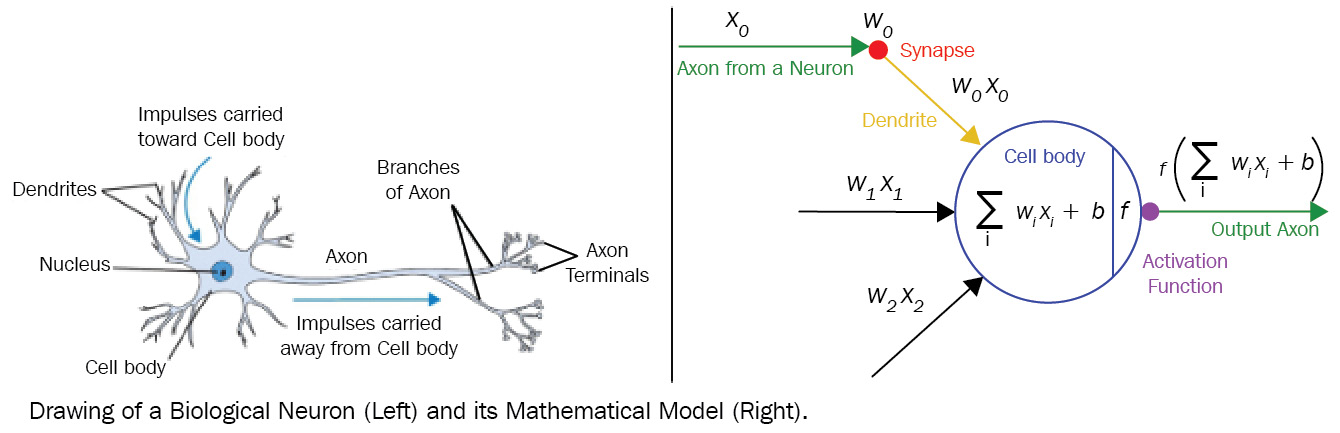 Figure 3.1 – A comparison of a biological neuron and a mathematical model of an ANN neuron
