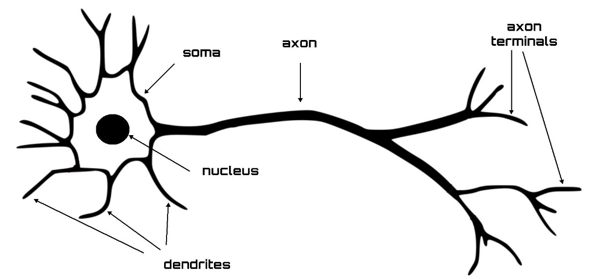 Figure 10.1: The structure of a neuron
