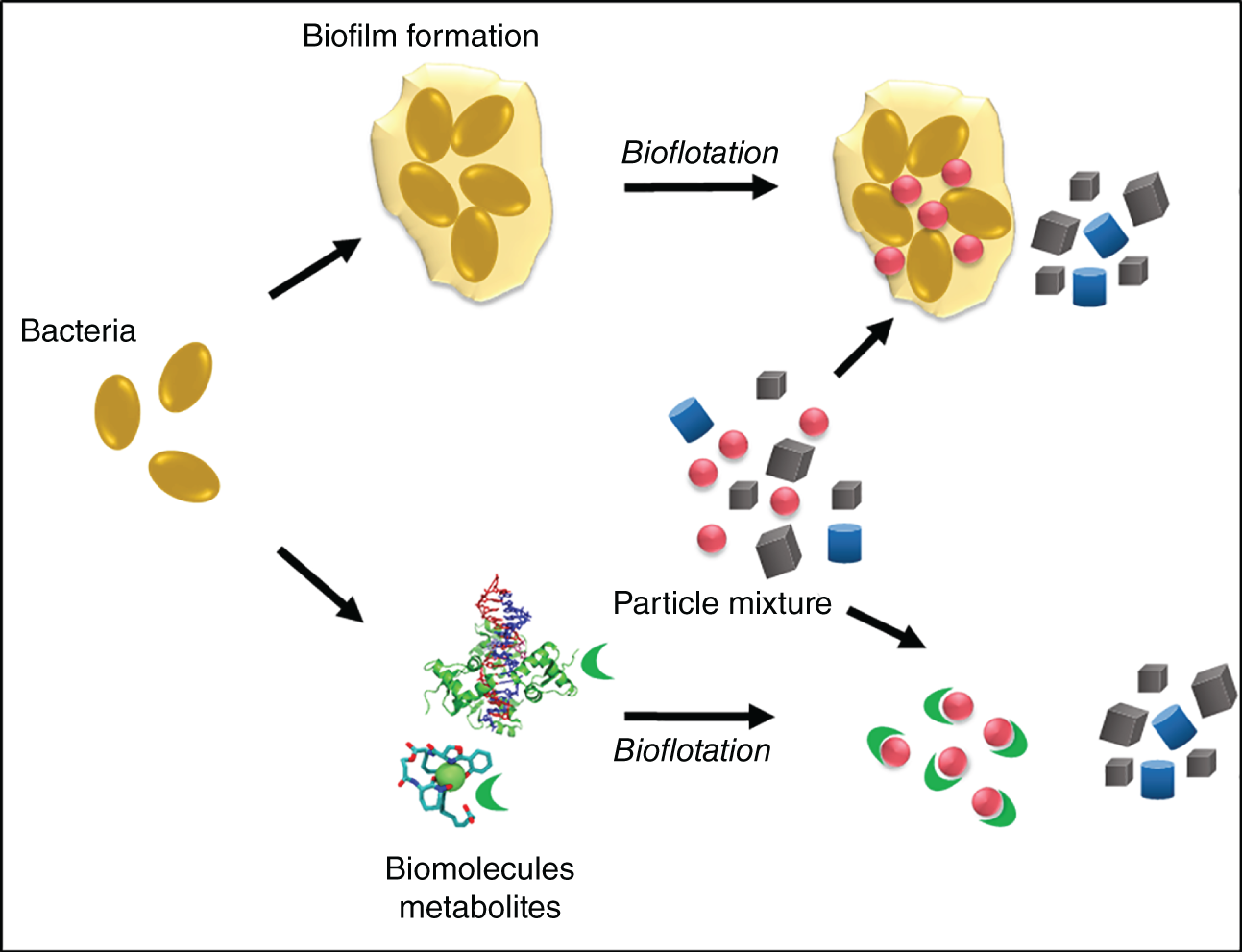 Schematic illustration of use of extracellular polymeric substances (EPS) producing bacteria and biomolecules for particle separation.