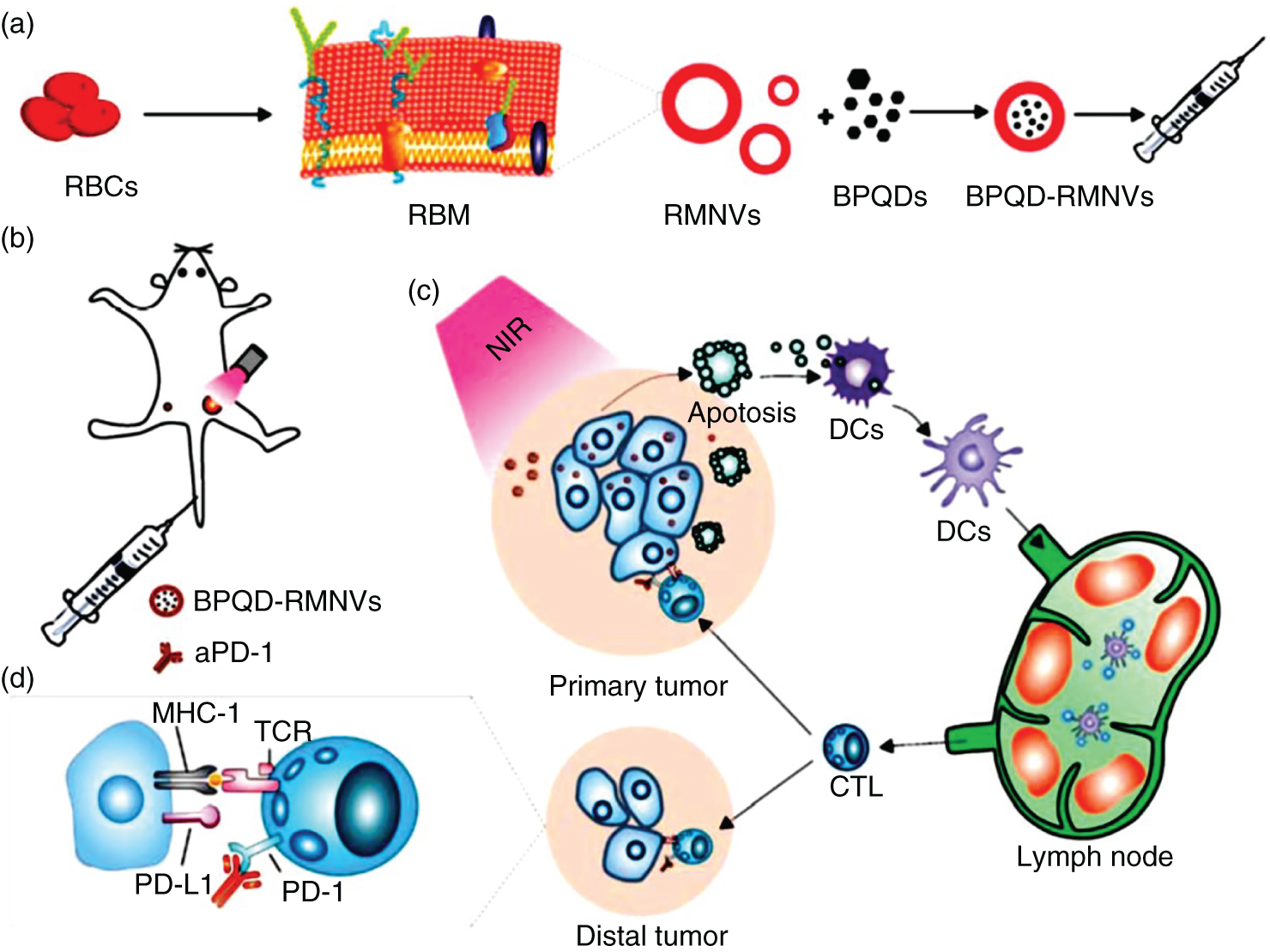 Schematic representation of combination therapy of PTT-ImT mediated by BPQD-RMNVs and aPD-1. (a) Extrusion synthesis of BPQD-RMNVs (b) aPD-1 and PTT treatment of mice tumor model with BPQD-RMNVs. (c) Tumor antigen release and in situ generation of tumor cell apoptosis. (d) Role of aPD-1 for protecting tumor infiltrating CD8+ T cells.