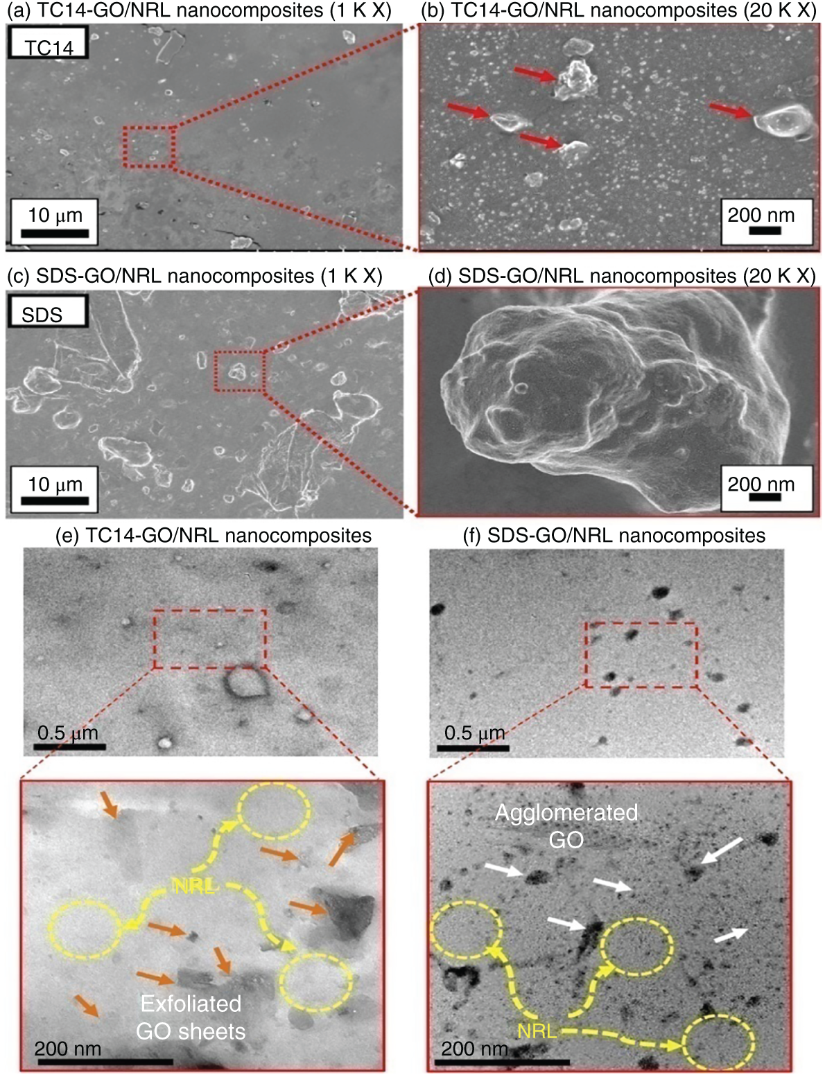 Photos depict FESEM images of (a, b) TC14-GO/NRL nanocomposite and (c, d) SDS-GO/NRL nanocomposite. HRTEM images of (e) TC14-GO/NRL nanocomposites and (f) SDS-GO/NRL nanocomposites.