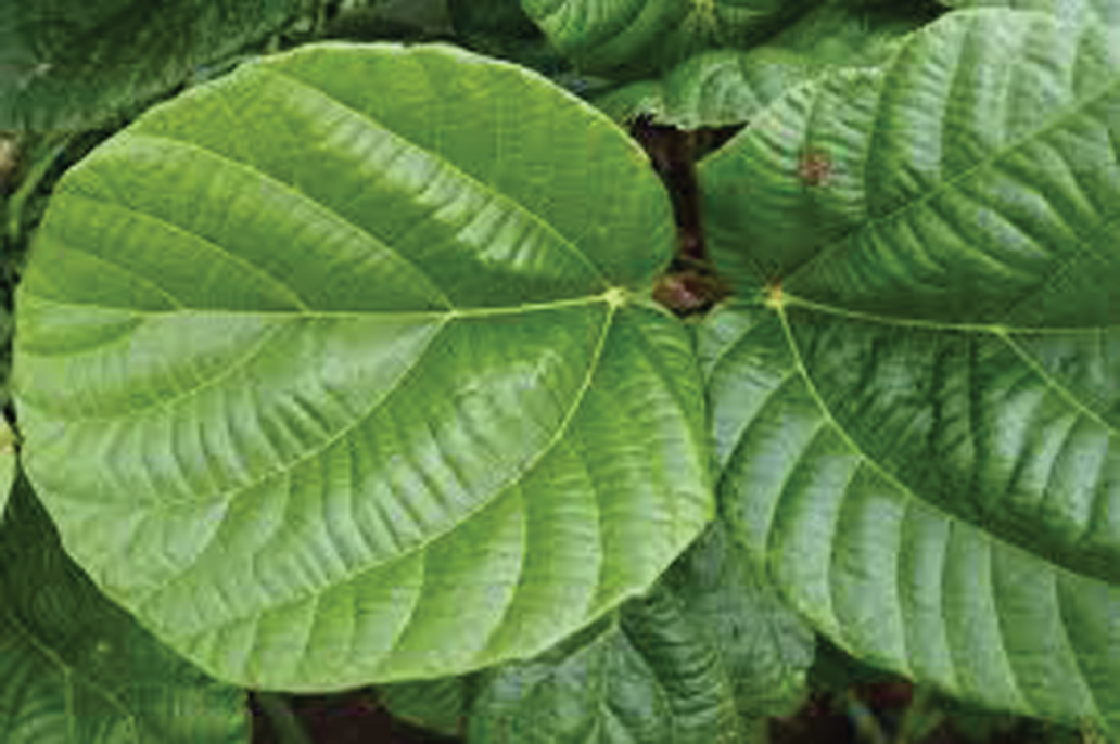 Photo depicts Ficus auriculata (Timla) leaves.