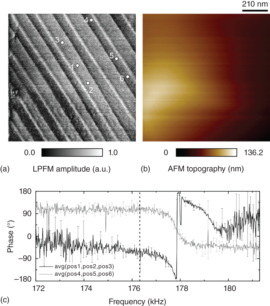 Schematic illustration of (a) Magnified lateral sf-PFM amplitude of a strictly alternating domain configuration (VAC = 1.1 V). (b) Sample topography for reference. (c) Average of multiple phase responses of a high-amplitude domain (positions 1, 2, and 3) as well as the average of multiple phase responses of a low-amplitude domain (positions 4, 5, and 6).