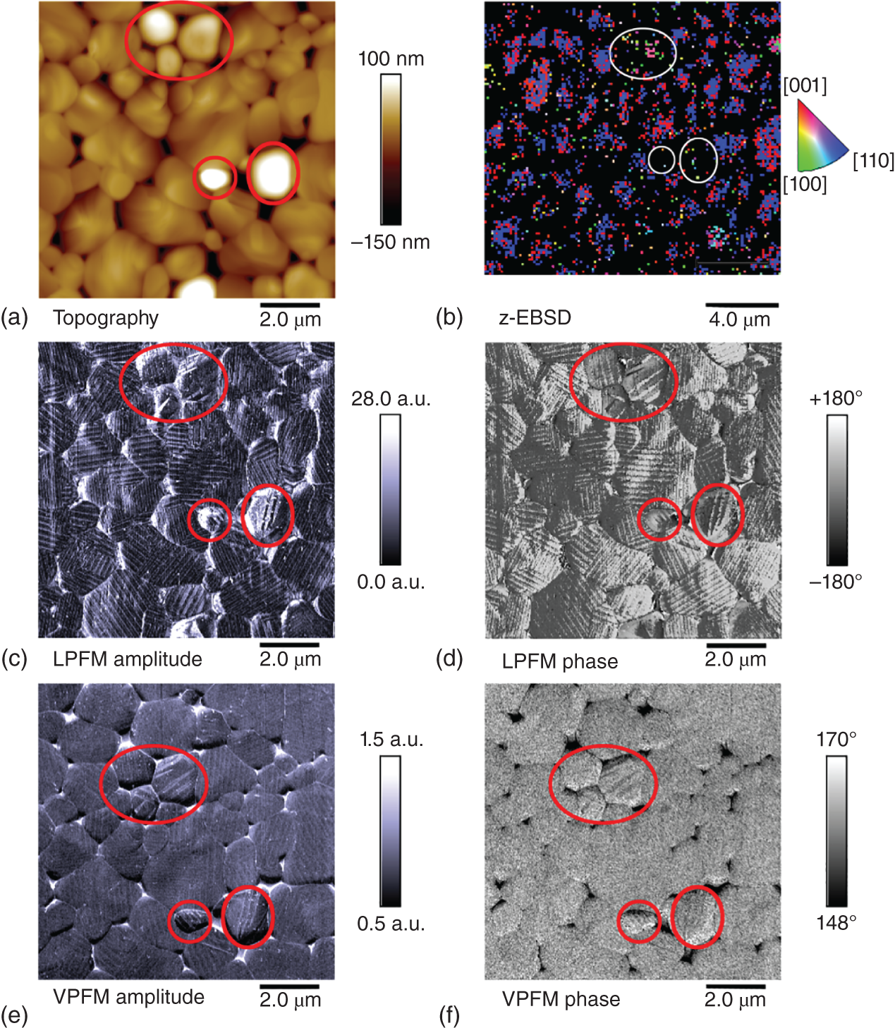 Schematic illustration of correlative microscopy study combining PFM and EBSD.