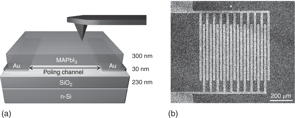 Schematic illustration of (a) Schematic device architecture for the application of lateral poling fields. Two gold electrodes form a poling channel atop an n-doped silicon wafer, on top of which the  layer is applied. A SiO2 layer isolates the conductive substrate from the electrodes. The conductive substrate can be used as a counter electrode for PFM measurements. (b) Light-microscopy image of the  layer atop the interdigitated electrodes that form 10 μm wide poling channels.