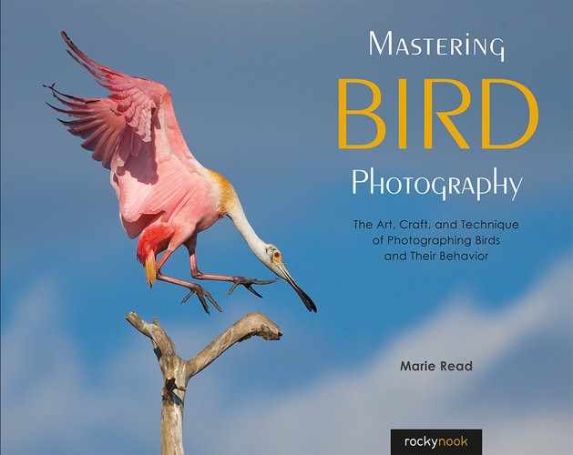 Cover image for Mastering Bird Photography