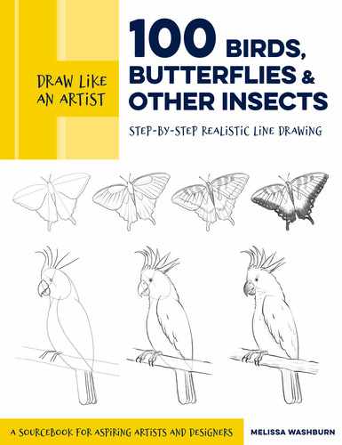 Draw Like an Artist: 100 Birds, Butterflies, and Other Insects by 