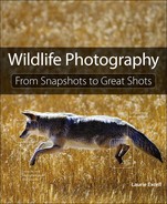 Cover image for Wildlife Photography: From Snapshots to Great Shots