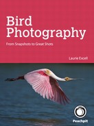 Bird Photography: From Snapshots to Great Shots 