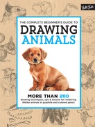 The Complete Beginner's Guide to Drawing Animals 