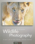 Cover image for Wildlife Photography